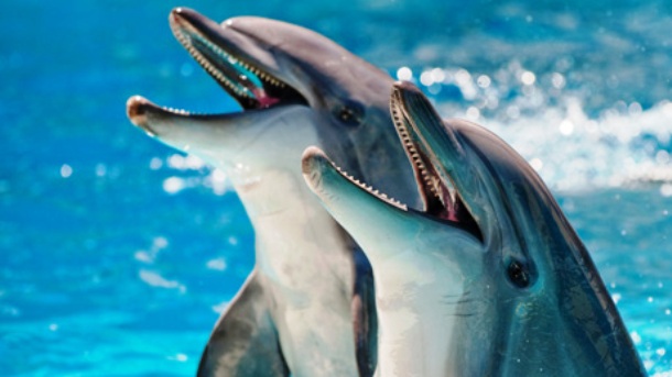 25 Cool And Absolutely Extraordinary Dolphin Facts