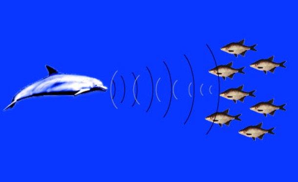 www.zmescience.com dolphin_radar