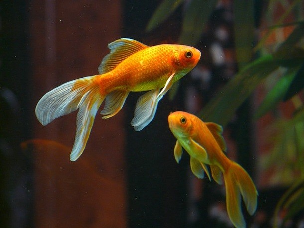 16 - Goldfish