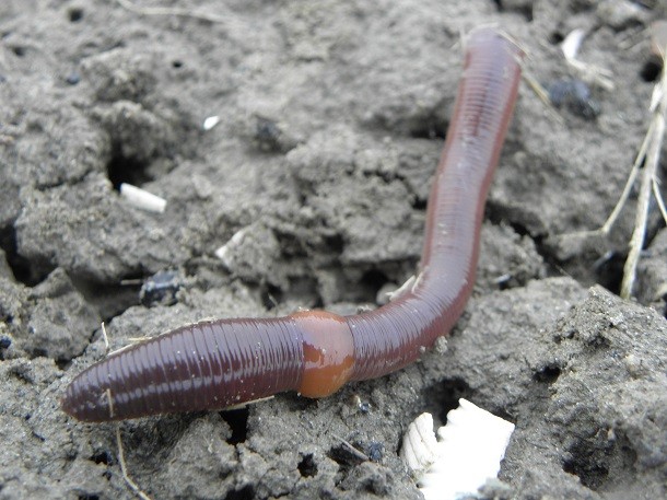 4 - Earthworm
