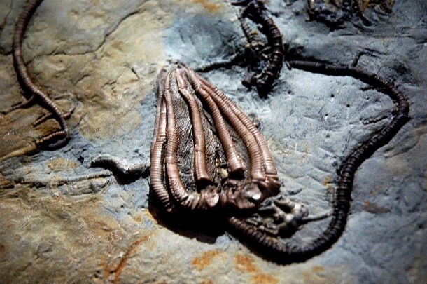 Alien Fossils