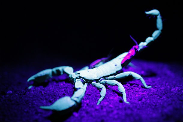 Alien Scorpions
