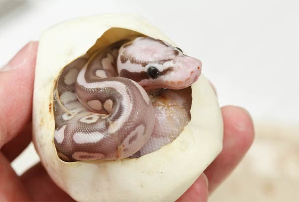 Baby Python