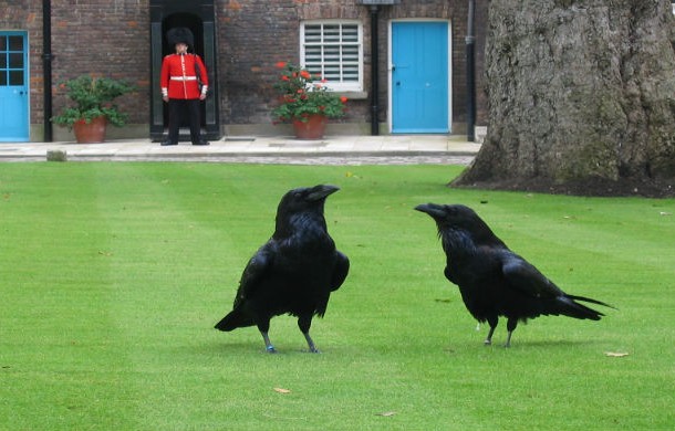 Ravens of the Tower of London
