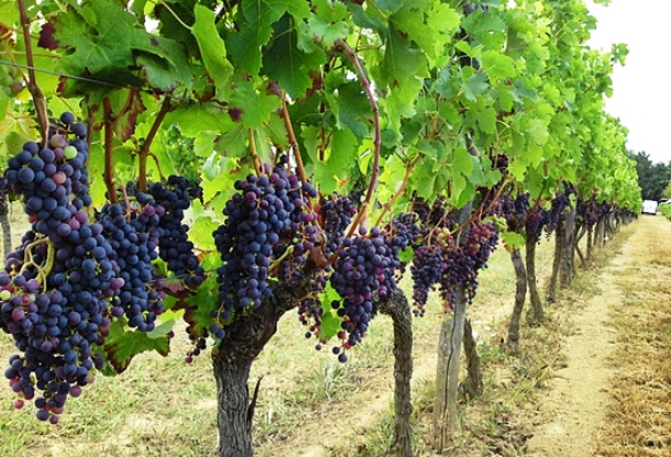 corkandcuisinepv.com french-vineyard