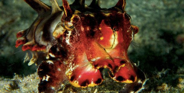 A close-up of a red and yellow sea creature