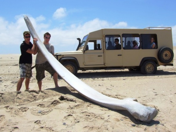 goingabroad.org Whale-bone-on-the-Skeleton-Coast