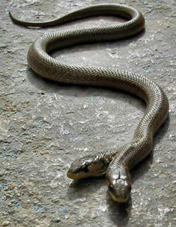 twoheaded-snake