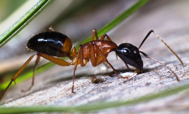 www.australiangeographic.com.au sugar-ant