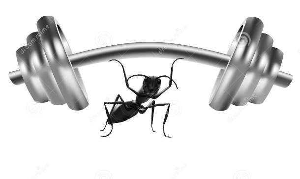 www.dreamstime.com ant-power-strong-insect-lift-heavy-weight-15003293