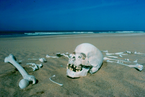 www.gondwana-collection.com skeleton-coast-skull_Peter-Tarr-edit