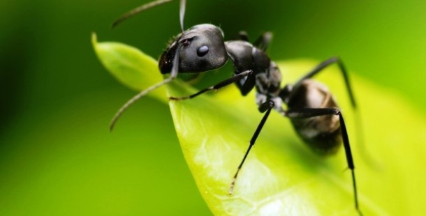 25 Awesome Facts About Ants You Probably Didn't Know