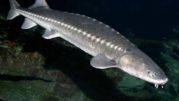 www.montereybayaquarium.org white-sturgeon