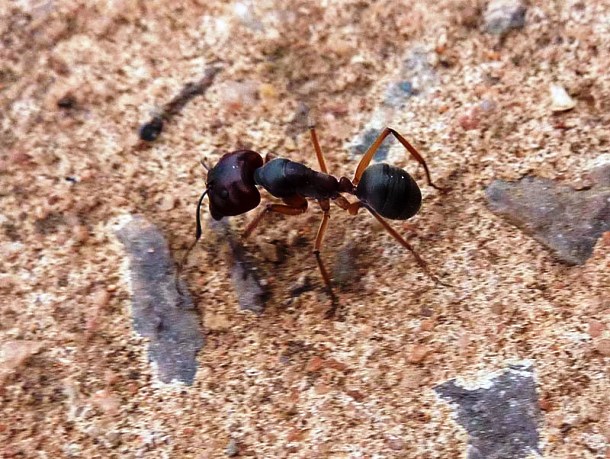 www.myrmecos.net Big Ant Outside House