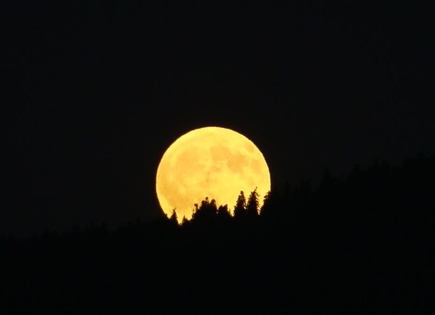 www.sodahead.com full-moon-scary-over-spruce-trees