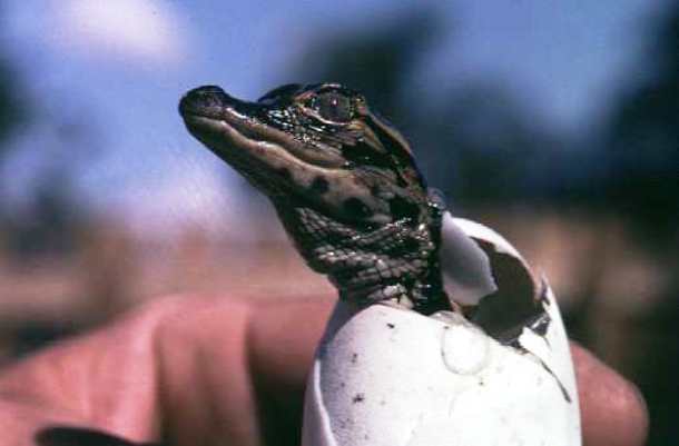 www.valdosta.edu alligator