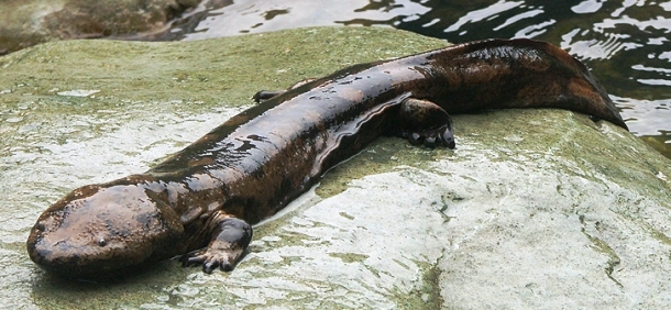 www.zsl.org chinese-giant-salamander-banner2