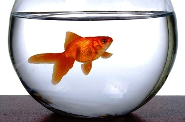 Goldfish in an aquarium on a table