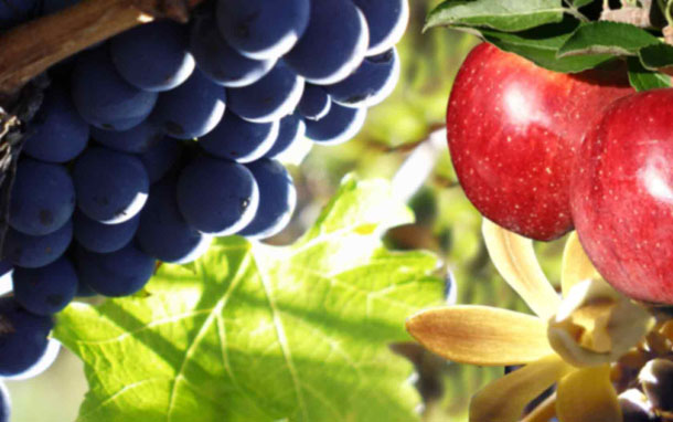 Apple and Grape Harvest