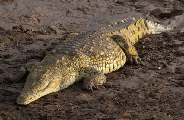 Crocodile Dung