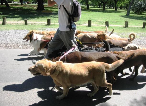 Dog_walker_-_Buenos_Aires