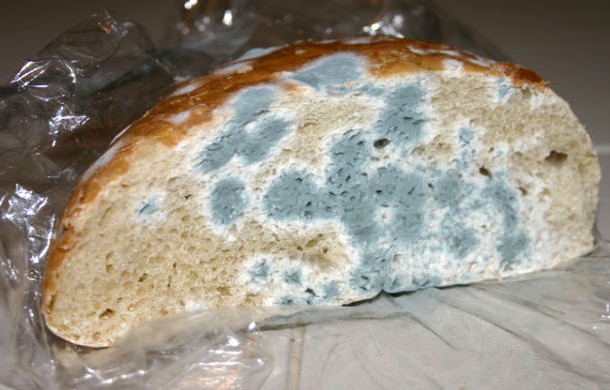 Moldy Bread