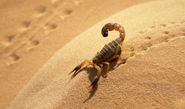 Scorpion4