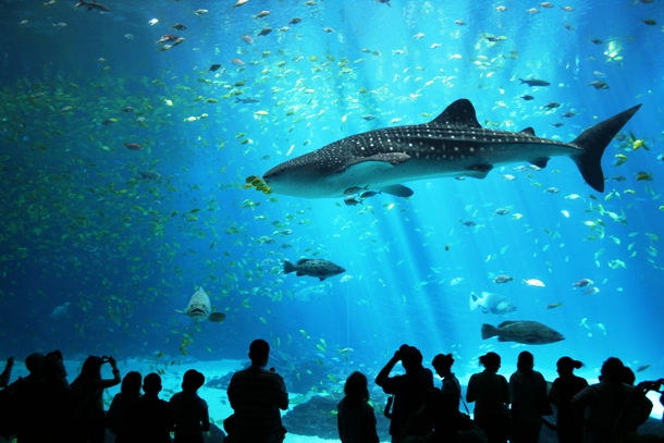en.wikipedia.org Male_whale_shark_at_Georgia_Aquarium