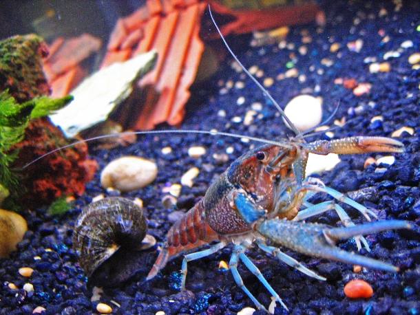 en.wikipedia.org Pet-crayfish-(Clippy-II)-in-freshwater-aquarium-with-apple-snail
