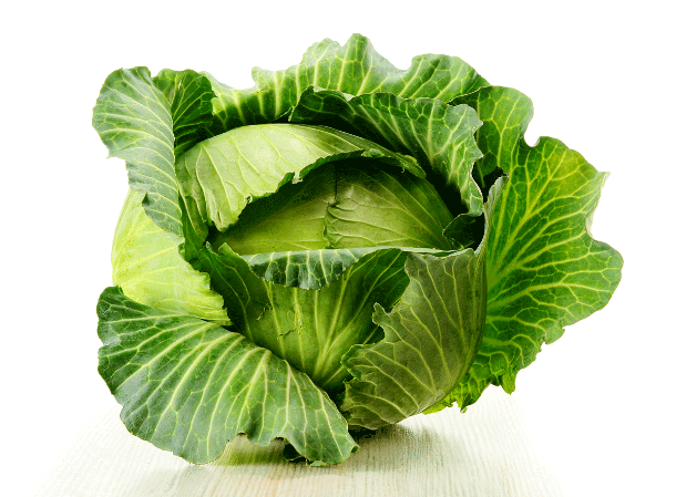 krautlook.com Sauerkraut-Cabbage