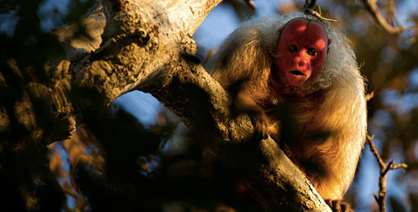 A monkey with red face on a tree branch
