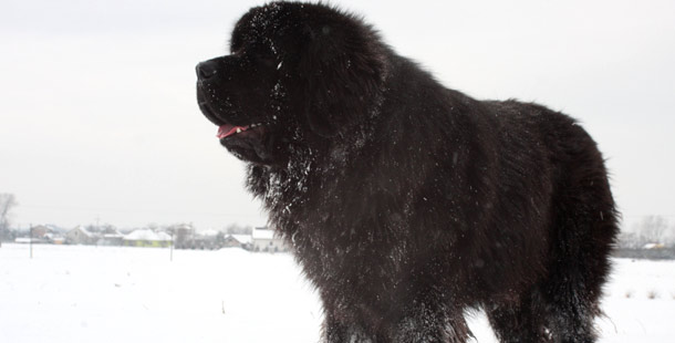 A black dog standing in the snow