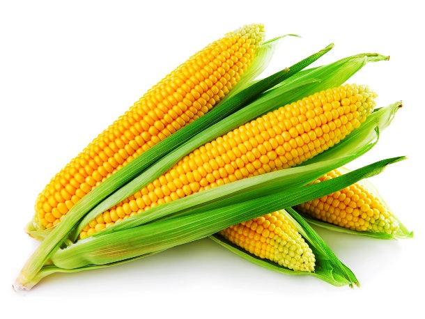 www.bioflora.com Corn