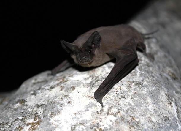 Mexican_free-tailed_bat_(8006856842)