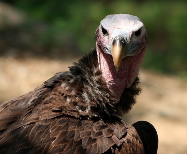 Nubian_vulture