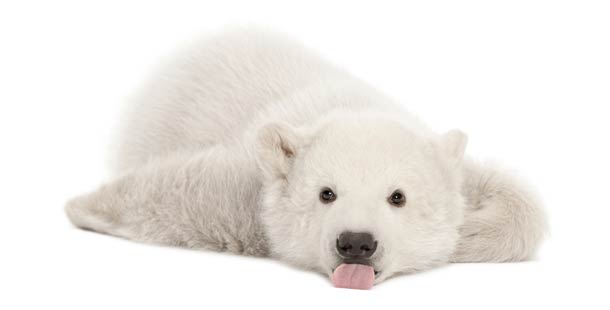 25 fascinating little known facts about polar bears