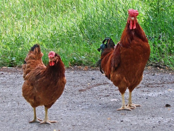 Poltava_chicken_breed_male_and_female