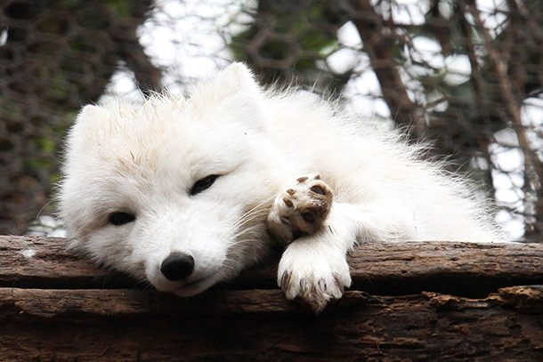 Sleepy_Arctic_Fox
