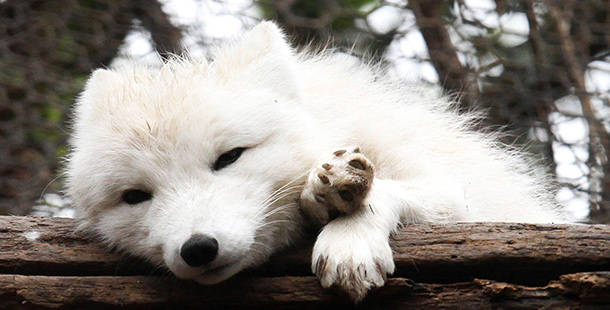 A white fox lying on a log