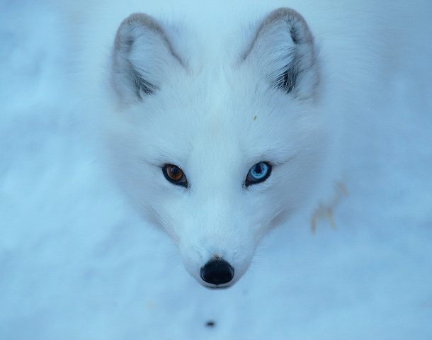 arctic fox eyes