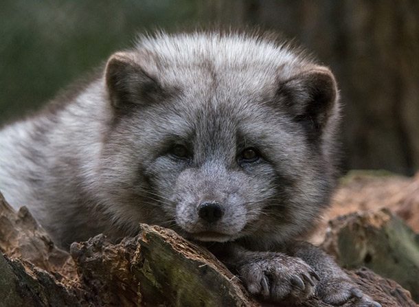 arctic fox grey