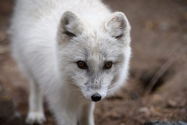 arctic fox looking