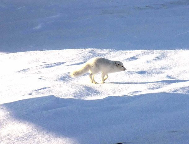 arctic fox walking