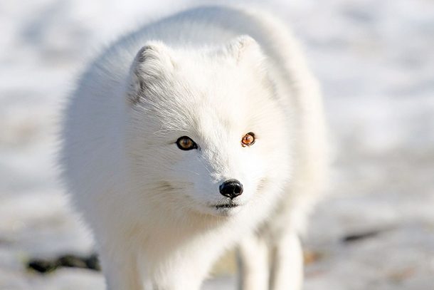 arctic fox white