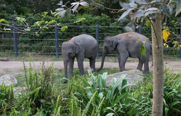 asian-elephant-1-profile-web620_0