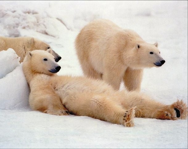 ayay.co.uk polar-bears-chilling-out