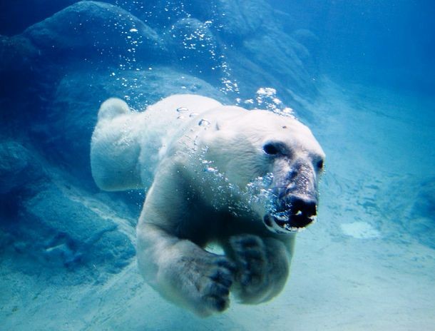 commons.wikimedia.org 1024px-Polar_bear_swimming_in_zoo