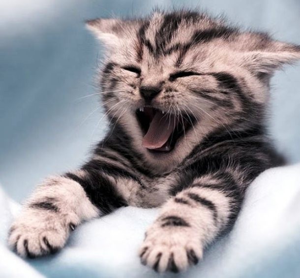 curiousbastard.wordpress.com cute_yawn_kitty