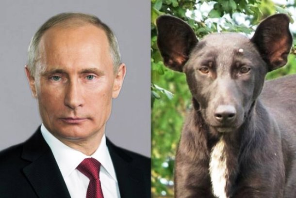 dailycaller.com Vladmir-Putin-dog