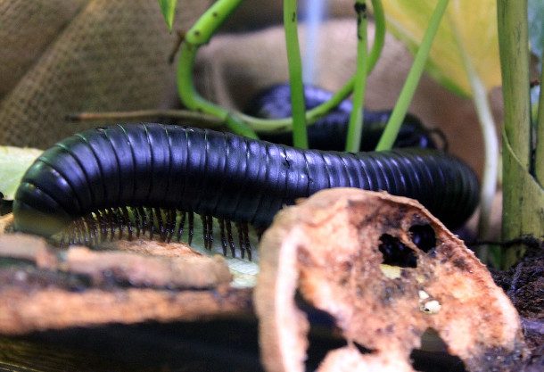 giant african millipede